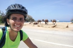 Camellos en Marruecos