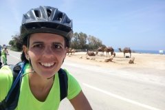 Camellos en Marruecos