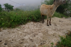 Animales interceptando nuestro camino al mirador