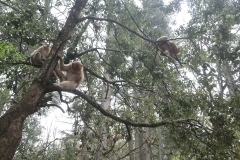 Marrakech monkeys