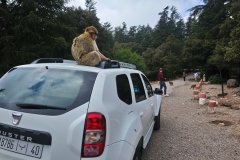 Monos sobre una duster