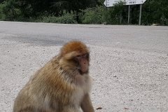 Monkey
