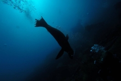 Lobo marino en Ecuador