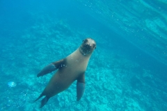 Un simpatico lobo marino queriendo hacer amigos bajo el agua