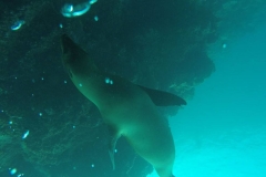 Lobo marino