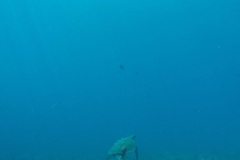 11080372_10206446282618593_7132549096277030522_o