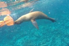 Lobo marino jugando conmigo