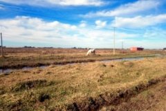 campo_caballos