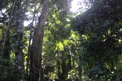 P. N. Cahuita Costa Rica