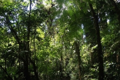 selva_costarica