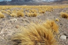 altiplano_catamarquenio