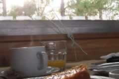 Arrancando eñ día  con un tecito